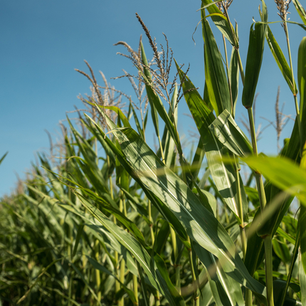 Corn crops in a field