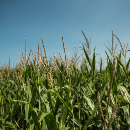 Organic farming 
