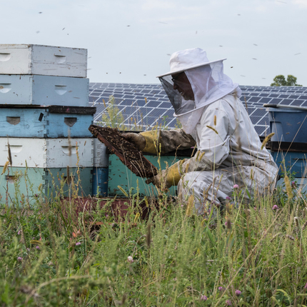 Beekeeper checking hive on a solar site. 