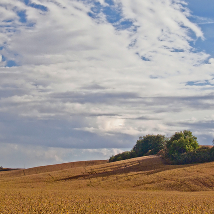 Soybean field