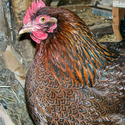 brown hen
