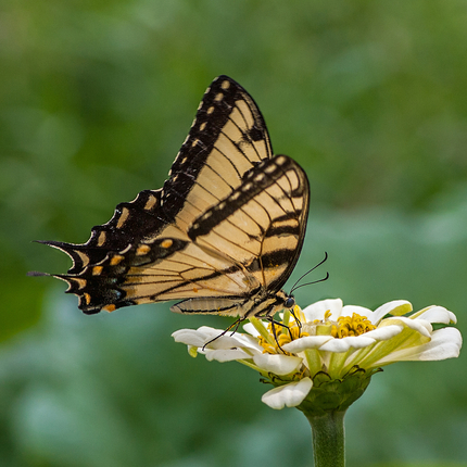 butterfly on zinnia