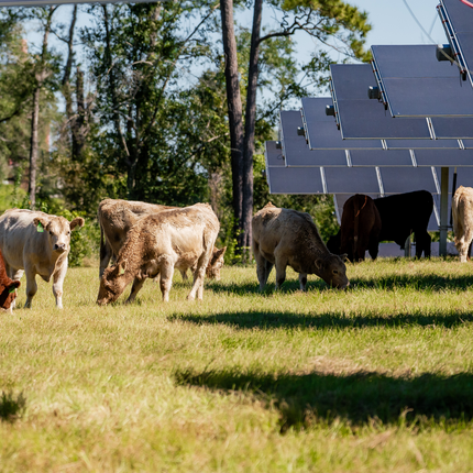 Several cows graze in a pasture under solar panels. There are trees in the background.