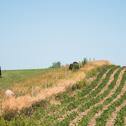 Cattle on one side of the fence and row crops on the other