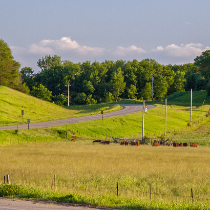 Cows in pasture near road