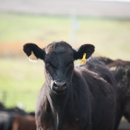 Cattle in pasture