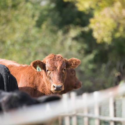 Cow looking over fence