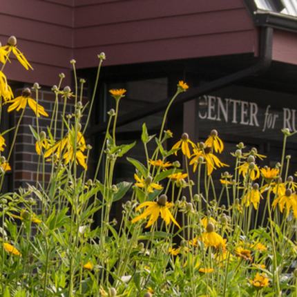 Yellow, tall wildflowers in the foreground with the "Center for Rural Affairs" on a brown building behind the flowers