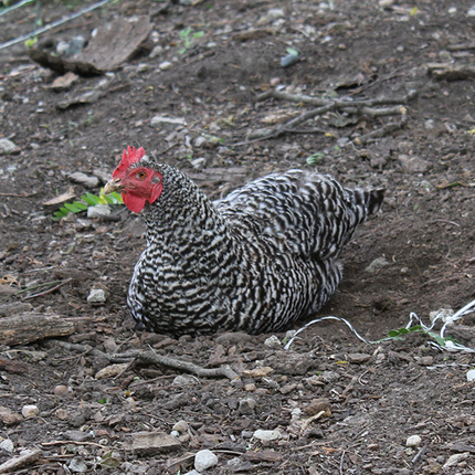 Chicken sitting on the ground
