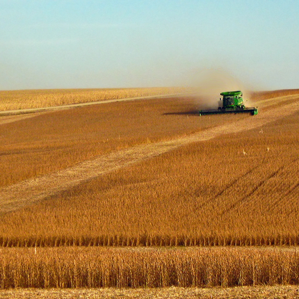 Combine harvesting beans