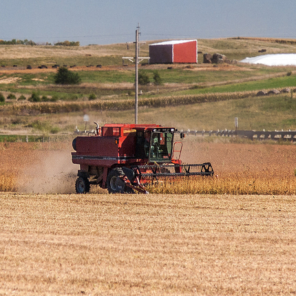 Combine harvesting beans