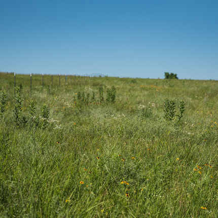 Field with conservation practices