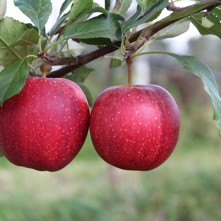 Manzanas en un árbol