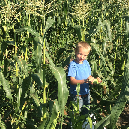 Boy in corn field