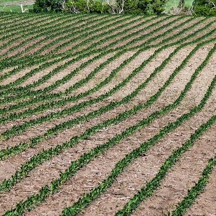 Corn seedlings