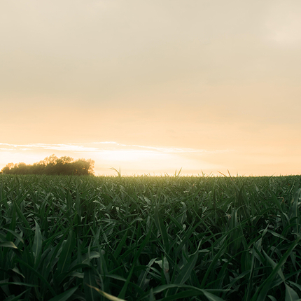 Corn with sunlight during dusk