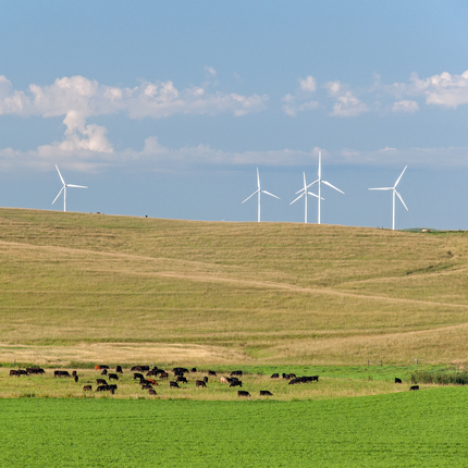 A soybean field with black and brown cows grazing in the background. Over the hills there are 5 white wind turbines.