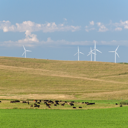Aerogeneradores blancos se alinean en la cima de una colina y giran contra un cielo azul, salpicado de nubes esponjosas. Vacas negras y marrones pastan en los ondulantes pastos de abajo.
