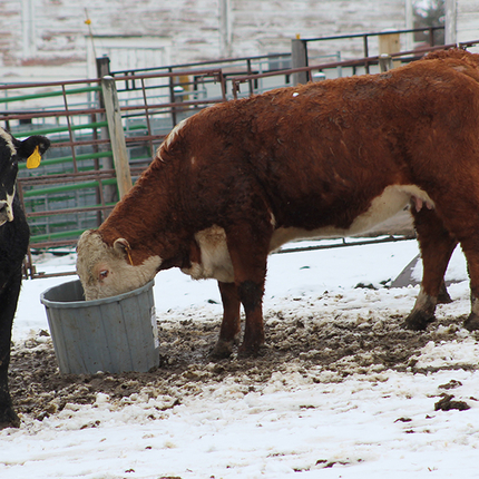 Cows in snow