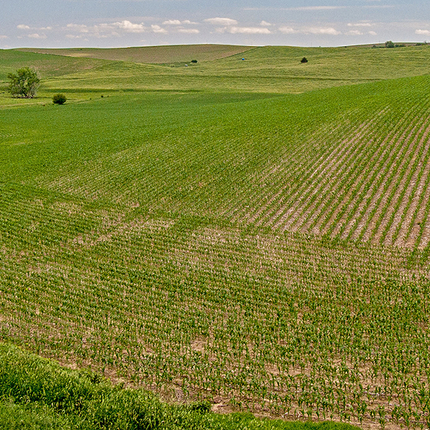 Field in early summer