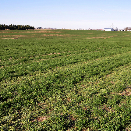 Field of crops