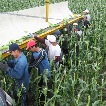Men working in field