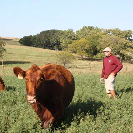 Man in field with cow