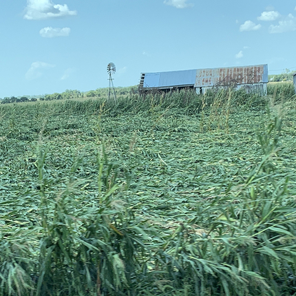 Wind damaged crops