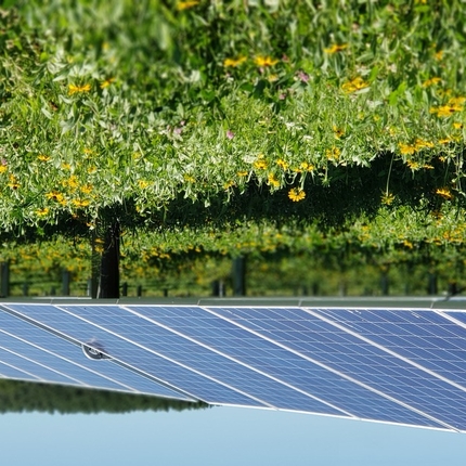 Solar panels with native vegetation