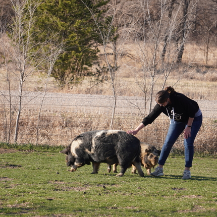 Woman in a pasture, touching a pig's back