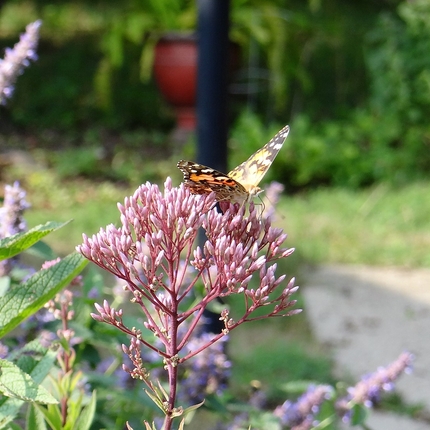 butterfly on flower