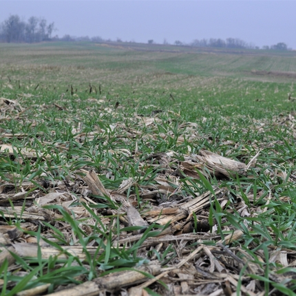 ground with corn stalks and grass