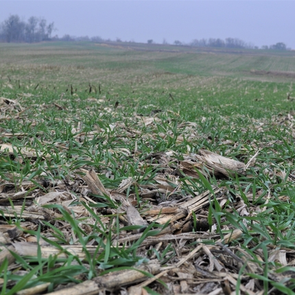 tierra con tallos de maíz y pasto