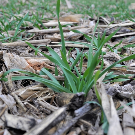 cover crops in a field