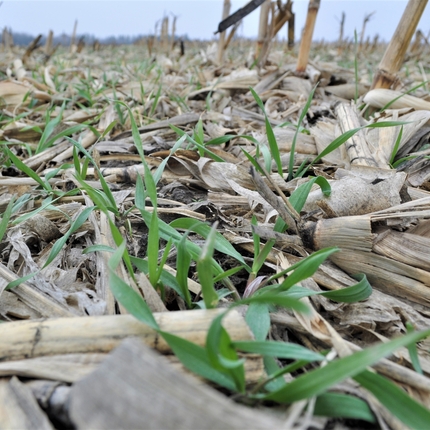a field with cover crops