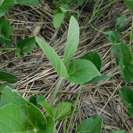 Planta en el campo
