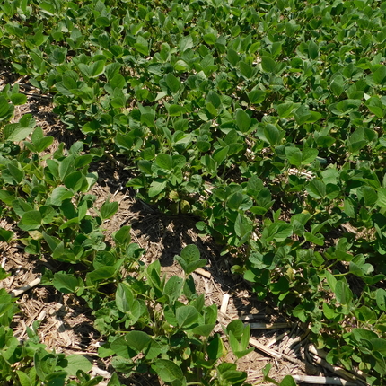 Crops in field