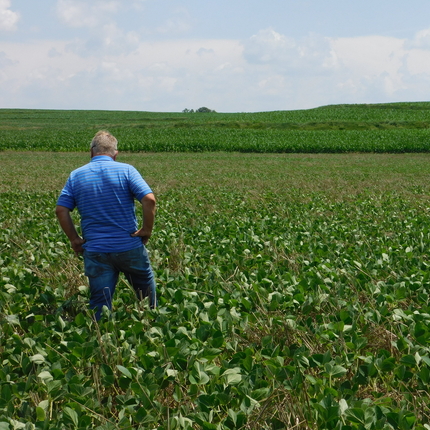 Man standing in bean field