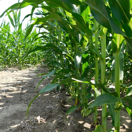 Cultivos agrícolas