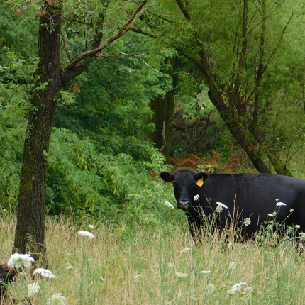 Cow in pasture