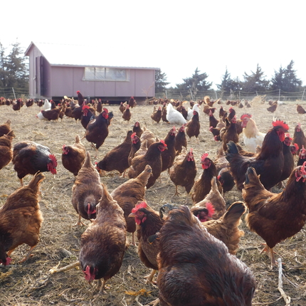 Chickens in a field