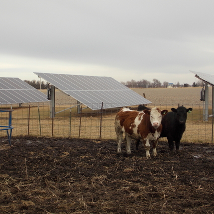 Vacas y paneles solares