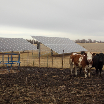 paneles solares y vacas