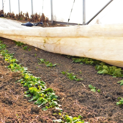 organic crops