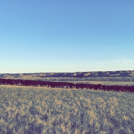 ganado en un campo. 