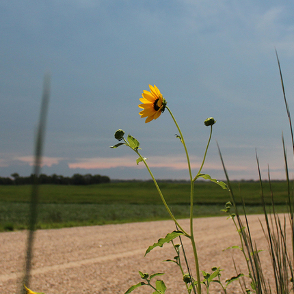 Sunflower near gravel road