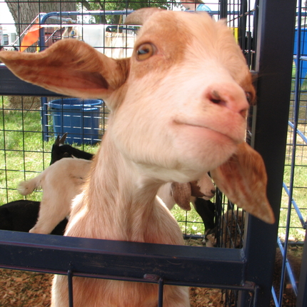 goat inside fencing