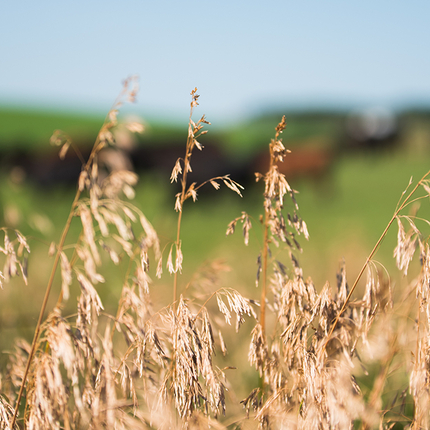 Grass with cattle behind