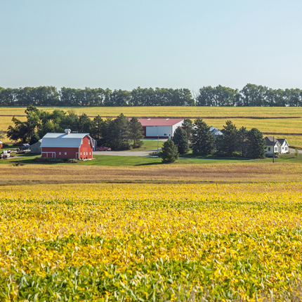 Fotografía que muestra una vista de un campo de maíz amarillo hacia una granja con un granero rojo, una dependencia blanca y una casa blanca junto a un camino.