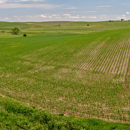 Field with curves